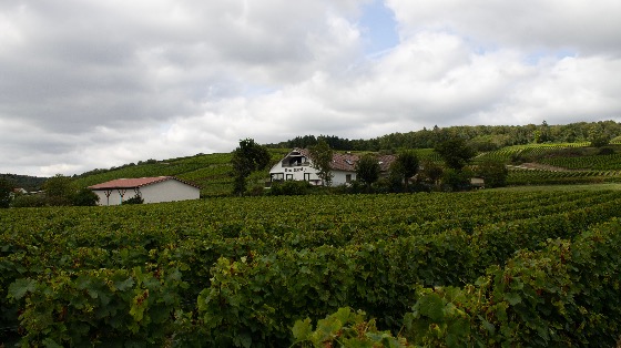 Weingut Rheingrafenof